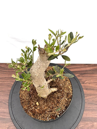 NEWミッション（オリーブの木）【盆栽風】｜Mサイズ｜NO.10757｜約45cm｜人気・直立型・シンボルツリー向き