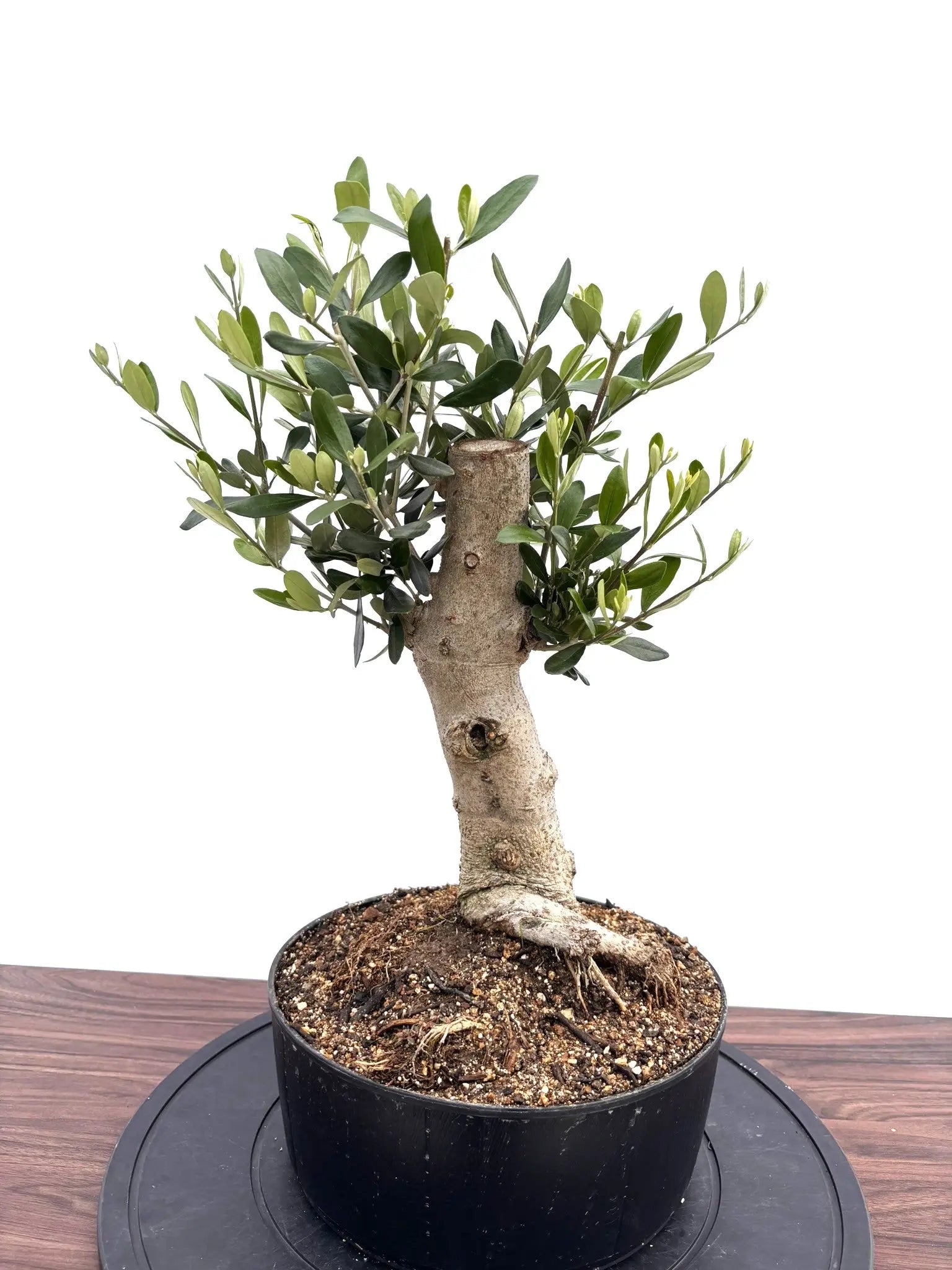 全ての商品 - 株式会社鶴亀園 – ページ34