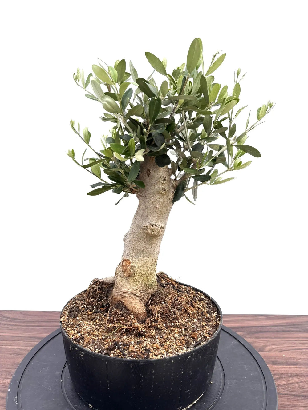 風格ある古木オリーブ - 株式会社鶴亀園