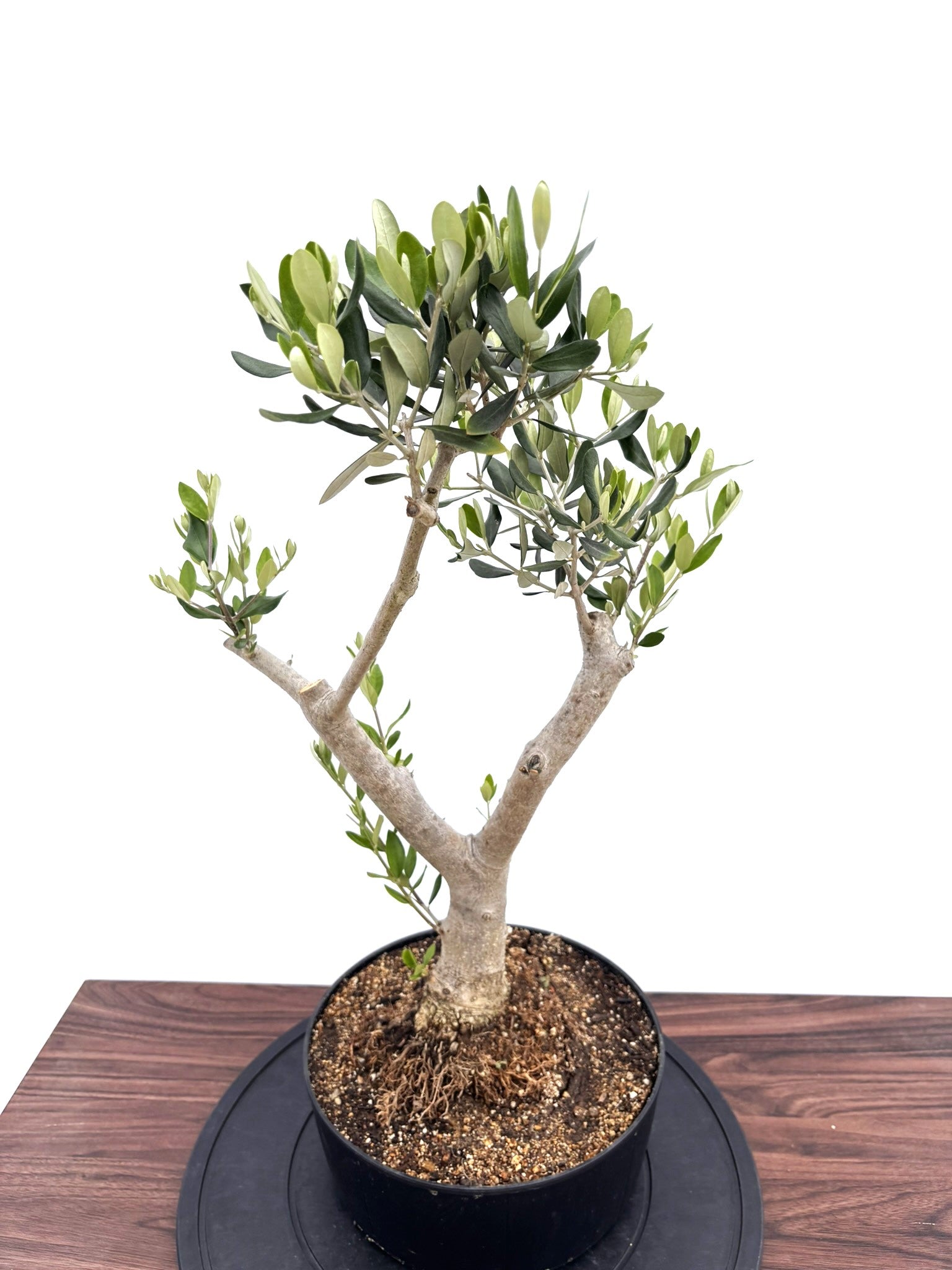 風格ある古木オリーブ - 株式会社鶴亀園