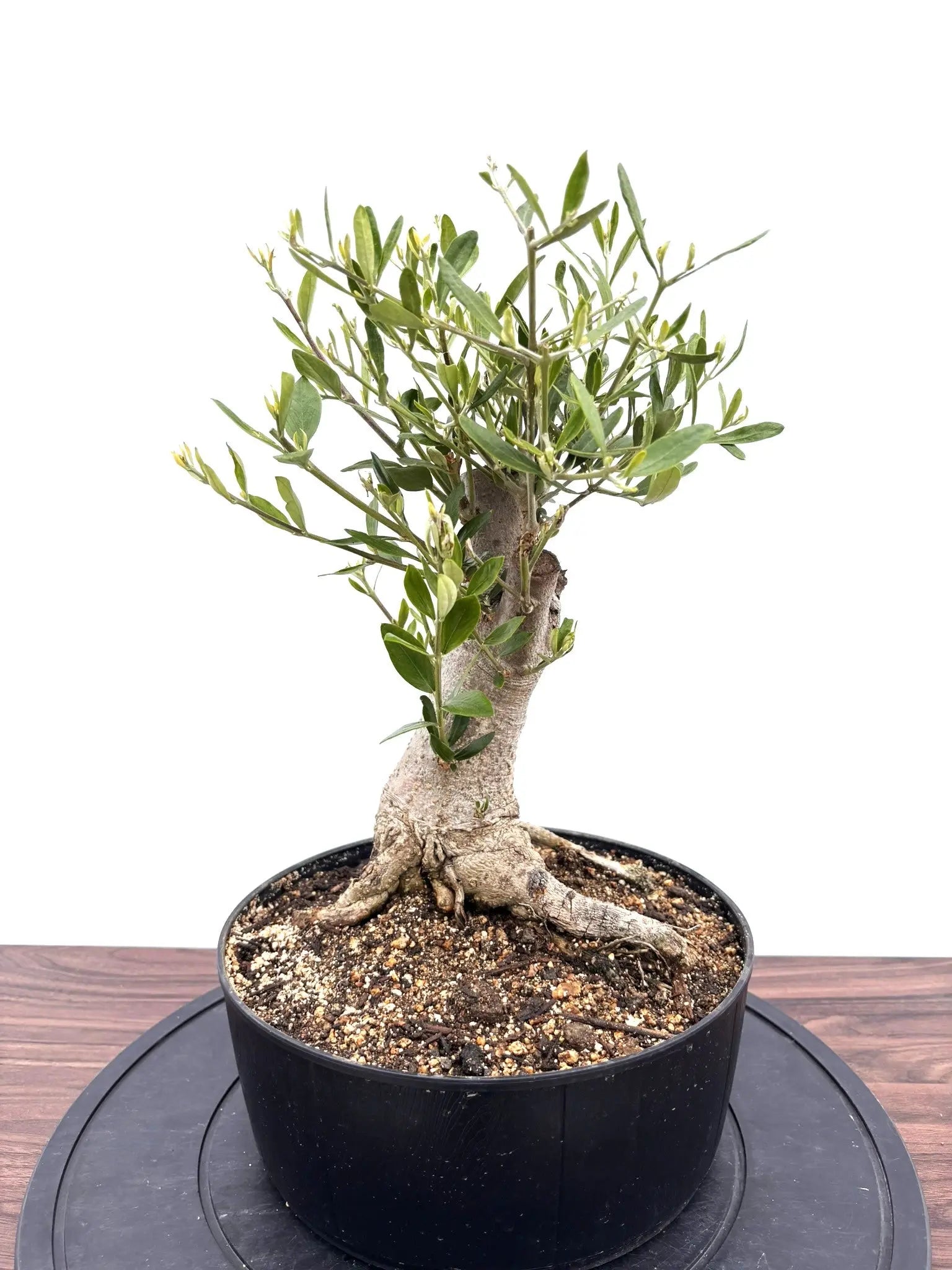 NEWルッカ（オリーブの木）【盆栽風】｜Mサイズ｜NO.10761｜約40cm
