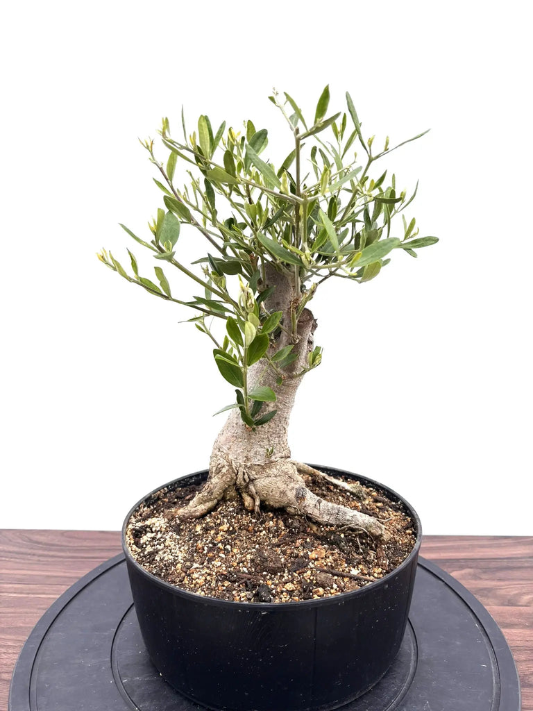 NEWルッカ（オリーブの木）【盆栽風】｜Mサイズ｜NO.10761｜約40cm