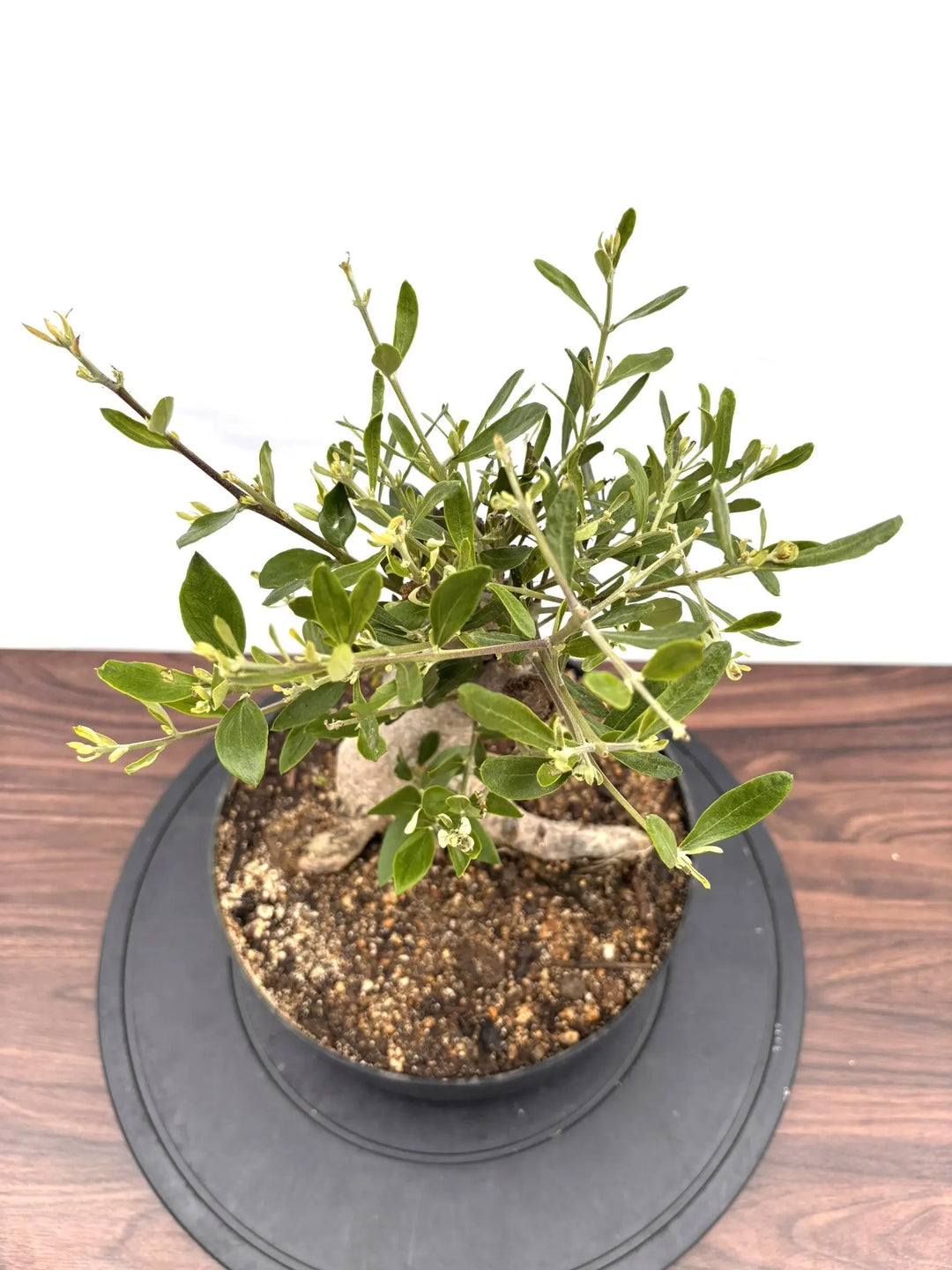 NEWルッカ（オリーブの木）【盆栽風】｜Mサイズ｜NO.10761｜約40cm