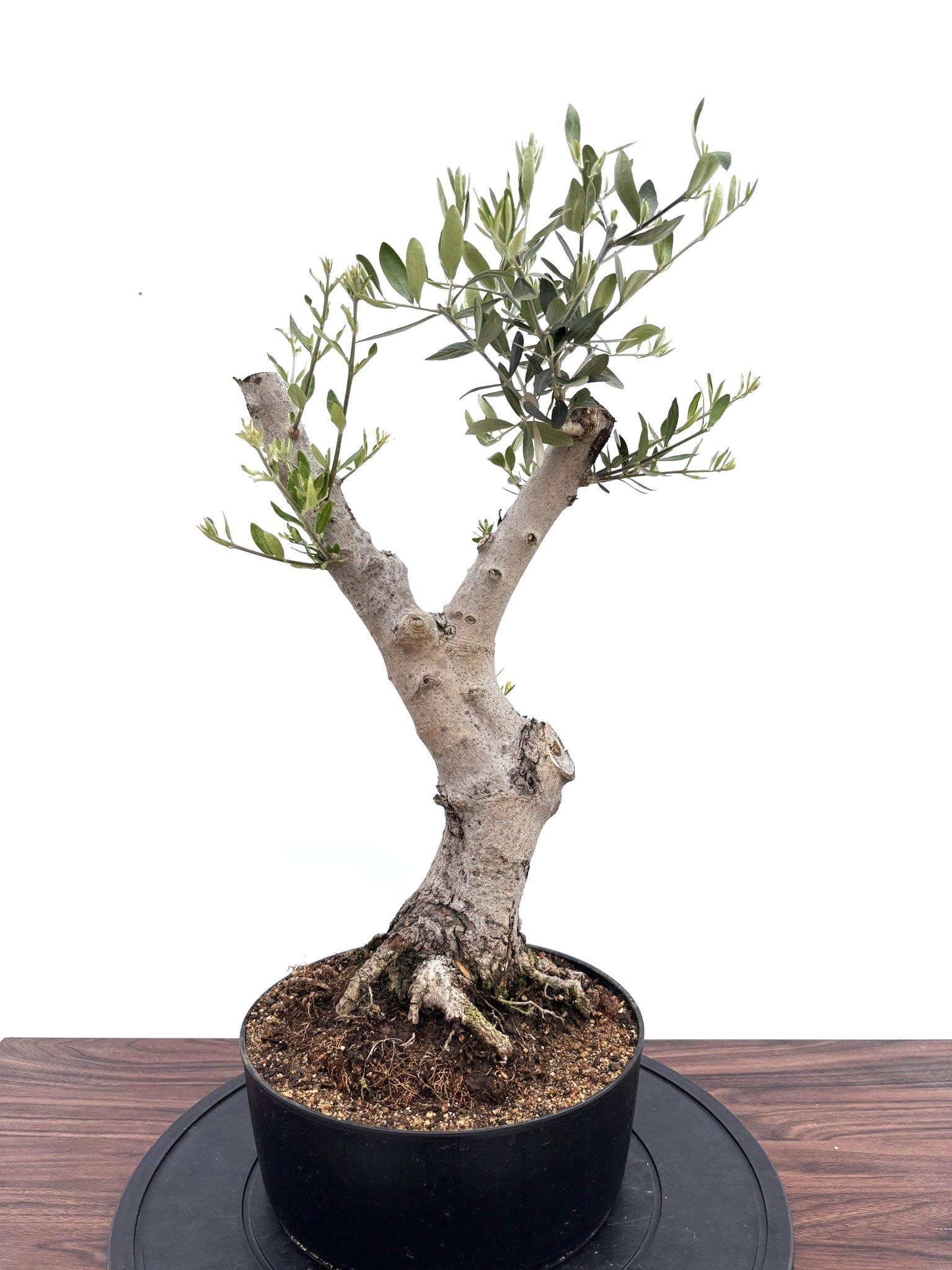 盆栽風オリーブの木 - 株式会社鶴亀園
