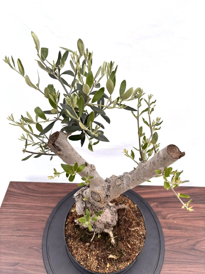 NEWルッカ（オリーブの木）【盆栽風】｜Mサイズ｜NO.10763｜約60cm