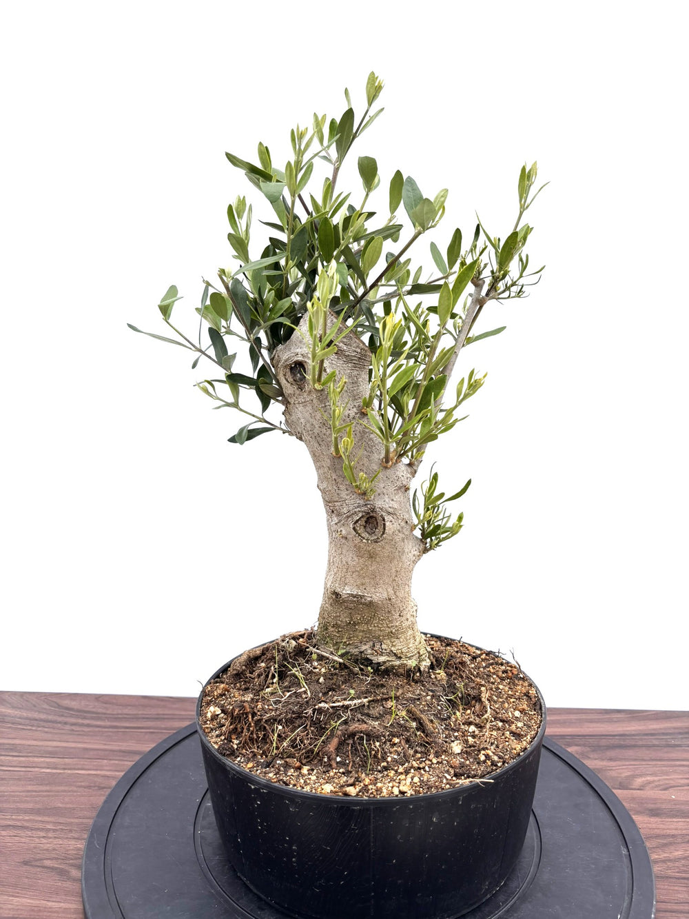 オリーブ　古木　盆栽　５号鉢つき　③ 風格ある古木オリーブ - 株式会社鶴亀園 – ページ9