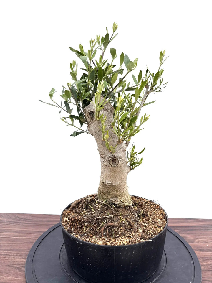 オリーブの木 ルッカ 盆栽風 8号 約40cm 現品販売 NEWルッカ（オリーブの木）【盆栽風】｜Mサイズ｜NO.10764｜約55cm