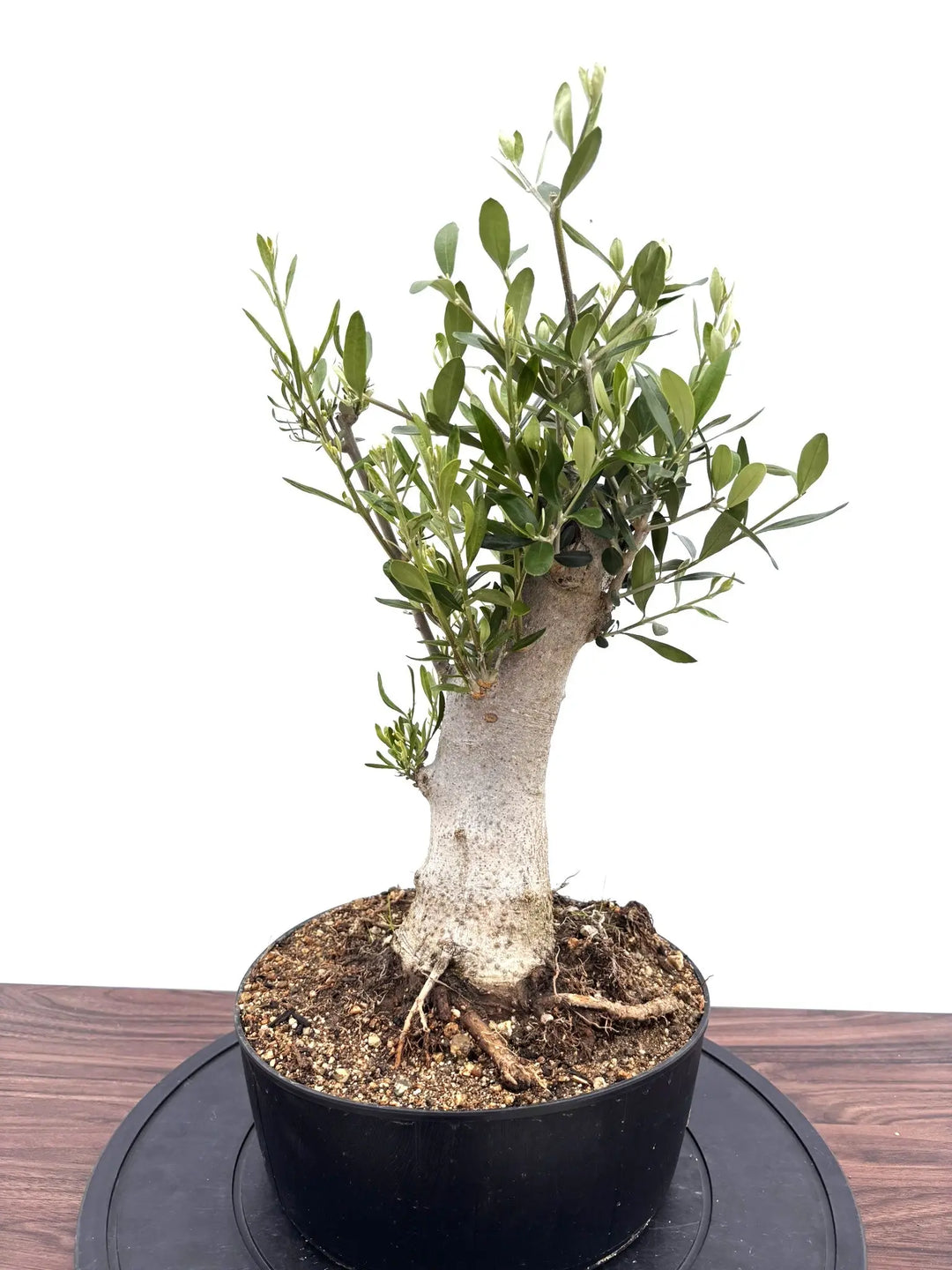 風格ある古木オリーブ - 株式会社鶴亀園