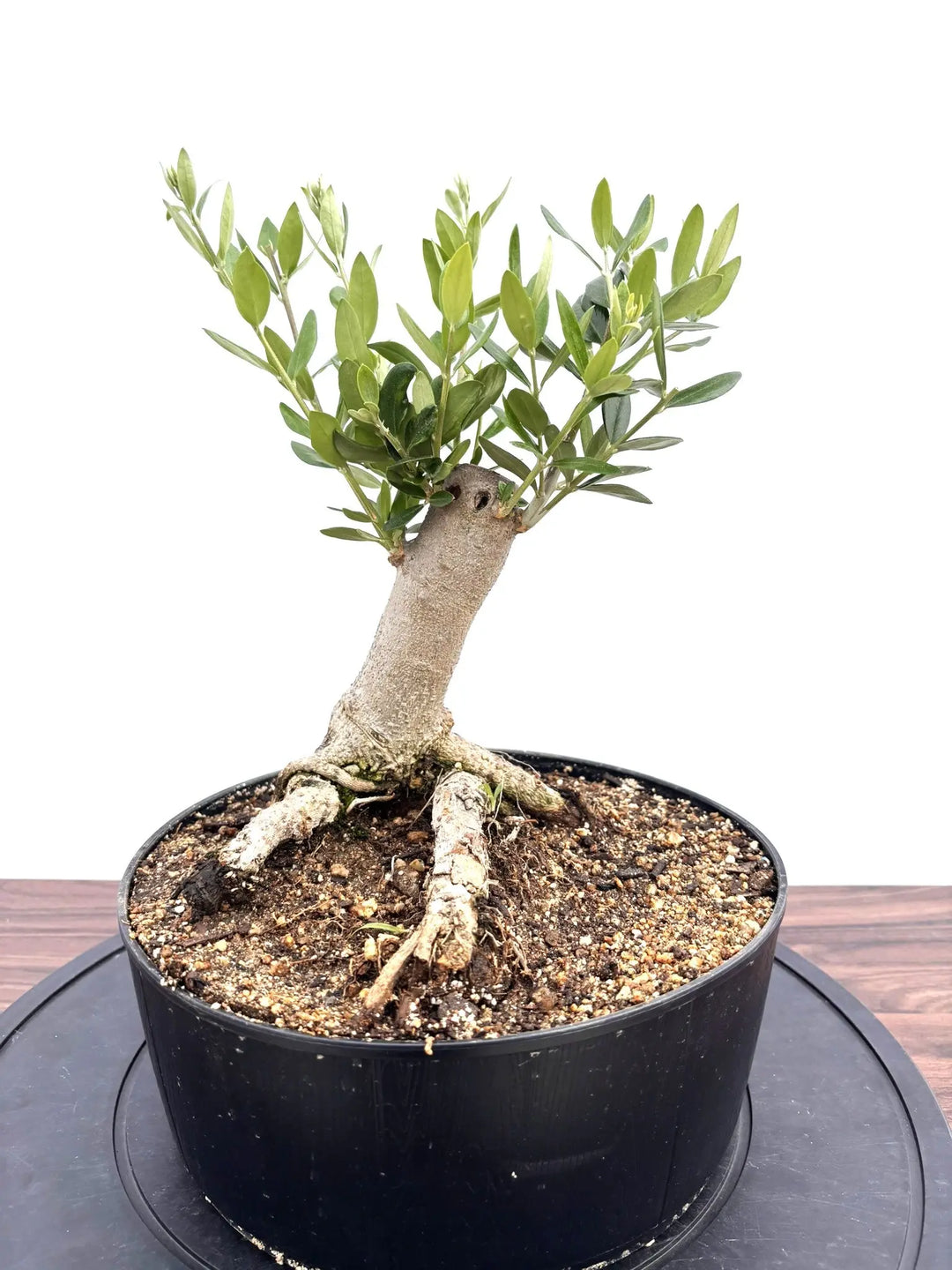 オリーブの木　盆栽 NEWルッカ（オリーブの木）【盆栽風】｜Mサイズ｜NO.10765｜約40cm
