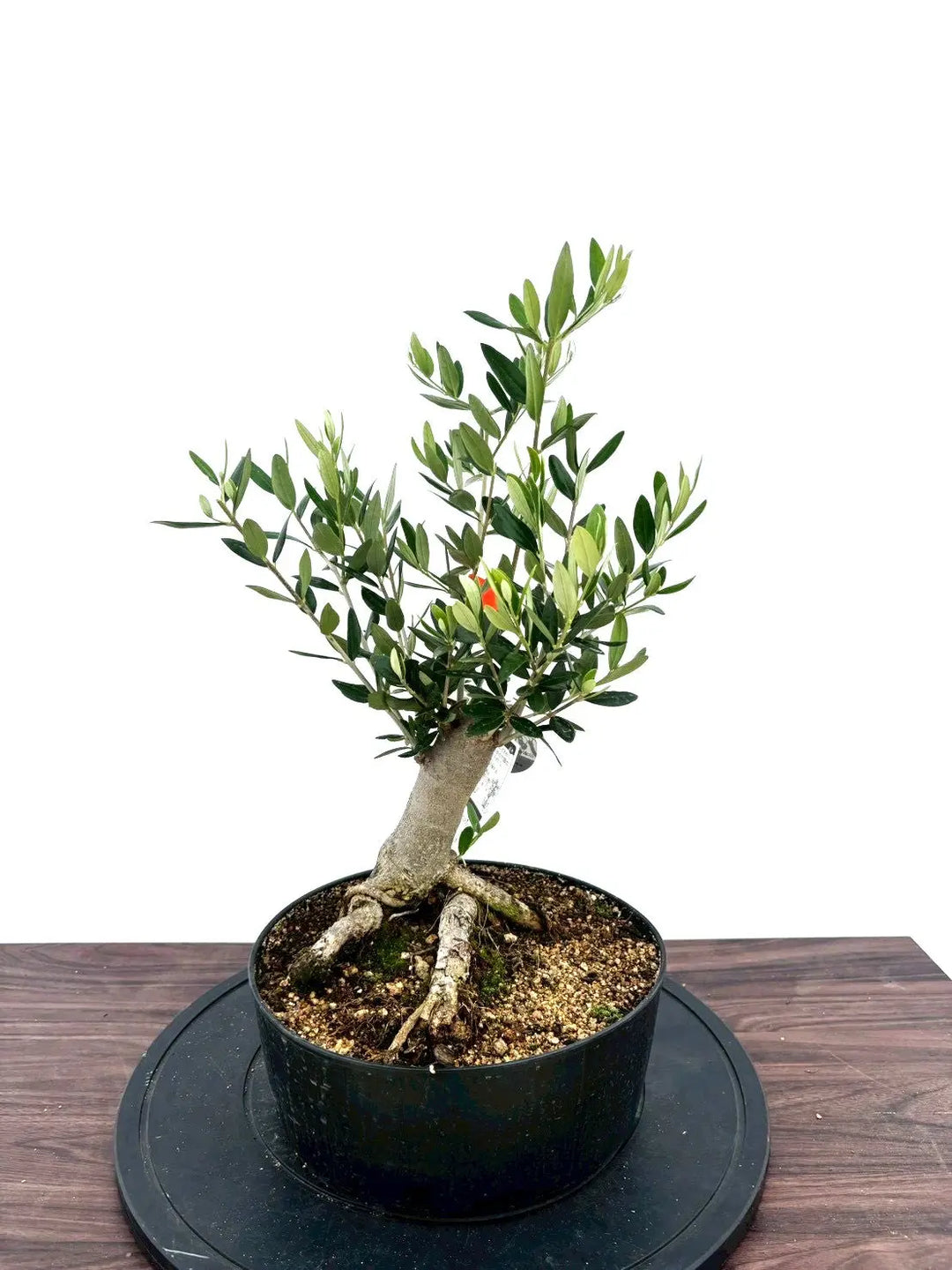 オリーブの木（全商品）｜写真の木をそのままお届け［現品販売］｜鶴亀