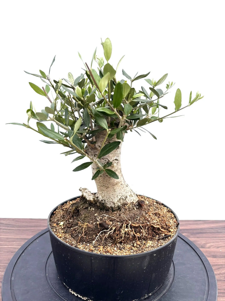 NEWルッカ（オリーブの木）【盆栽風】｜Mサイズ｜NO.10766｜約40cm