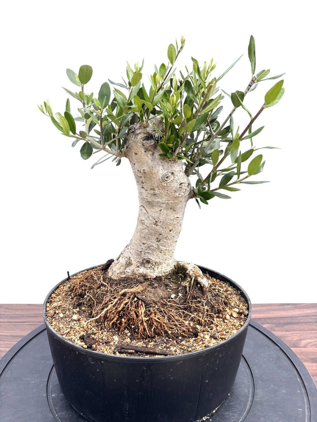 オリーブ　古木　盆栽　大株❗　④ 風格ある古木オリーブ - 株式会社鶴亀園 – ページ9