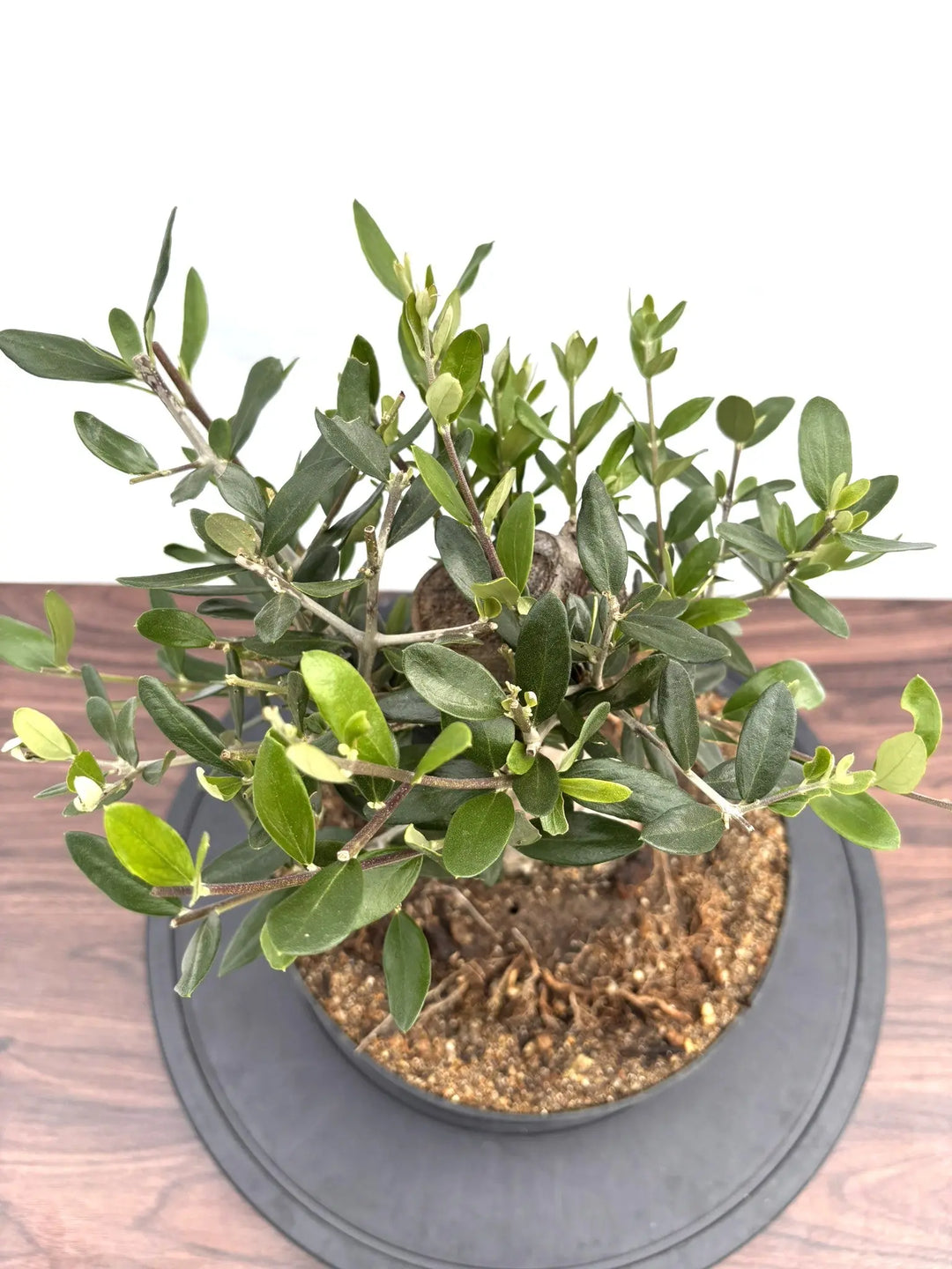 NEWルッカ（オリーブの木）【盆栽風】｜Mサイズ｜NO.10766｜約40cm