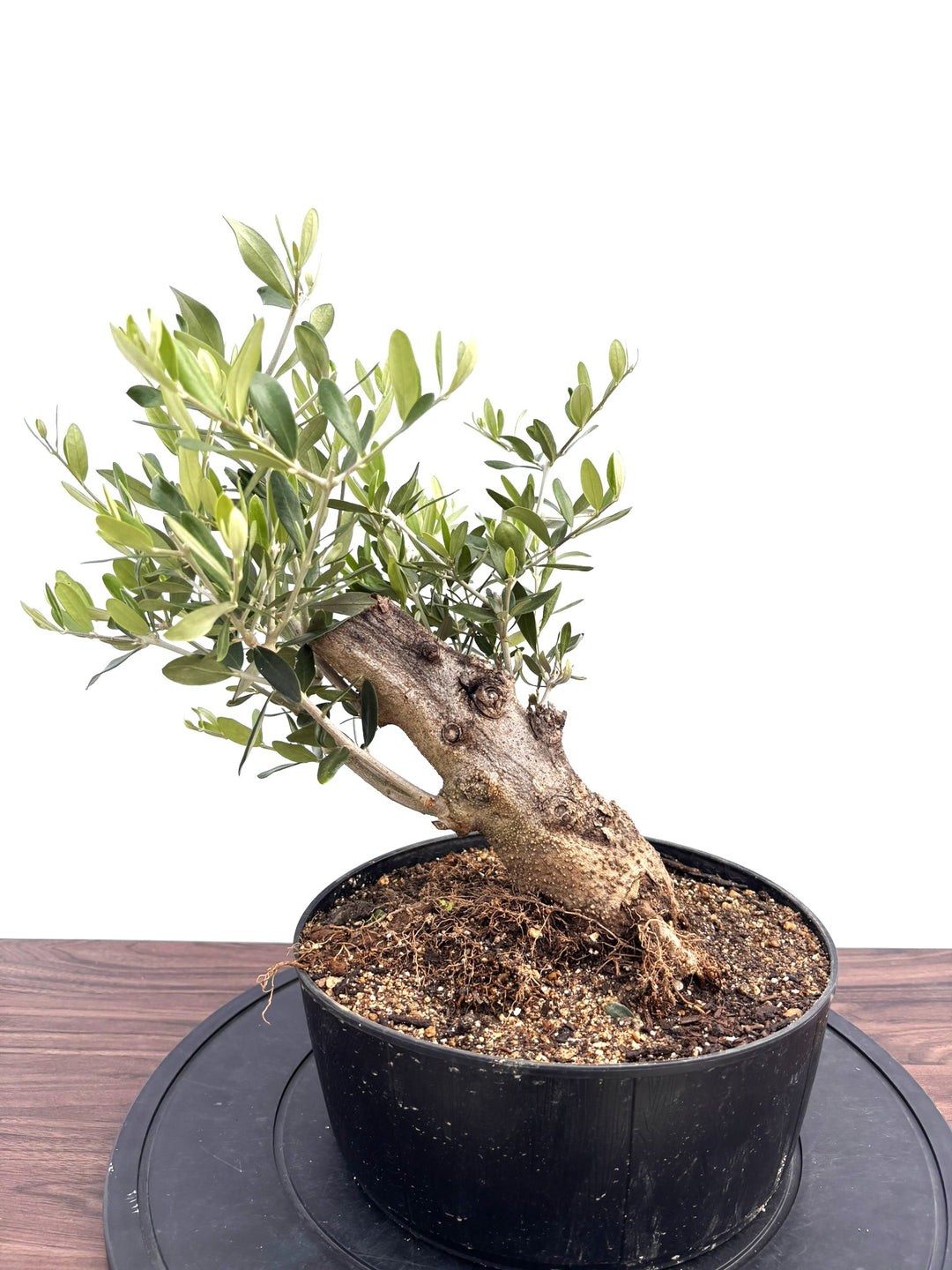 風格ある古木オリーブ - 株式会社鶴亀園