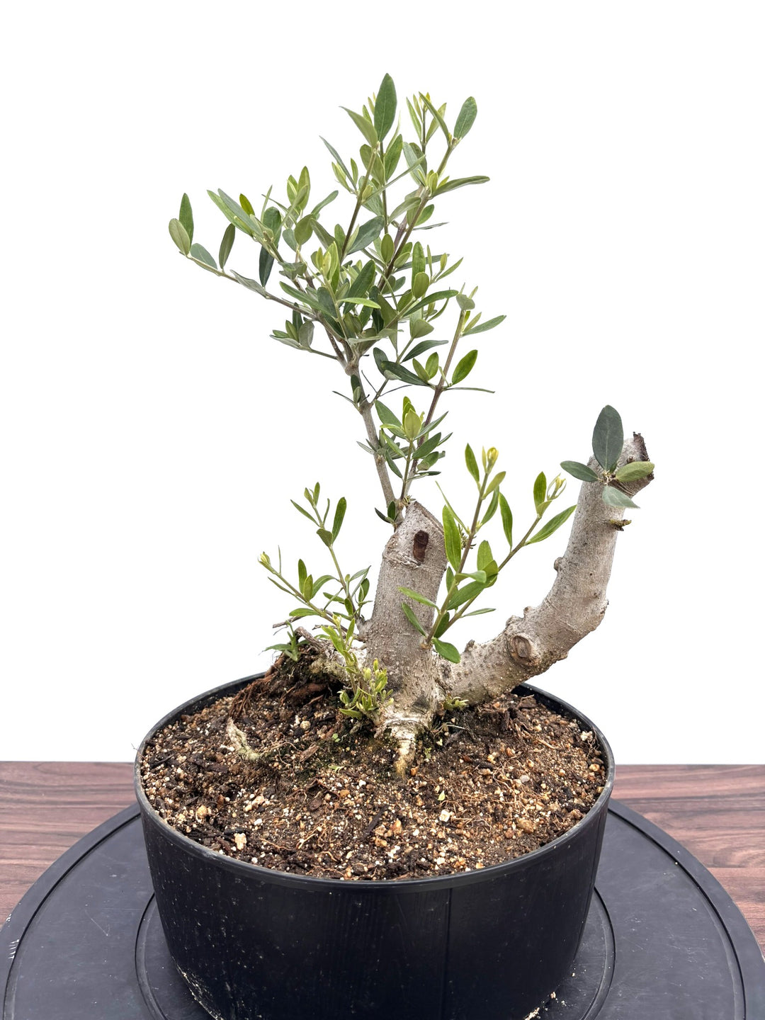 シンボルツリーにおすすめ - 株式会社鶴亀園