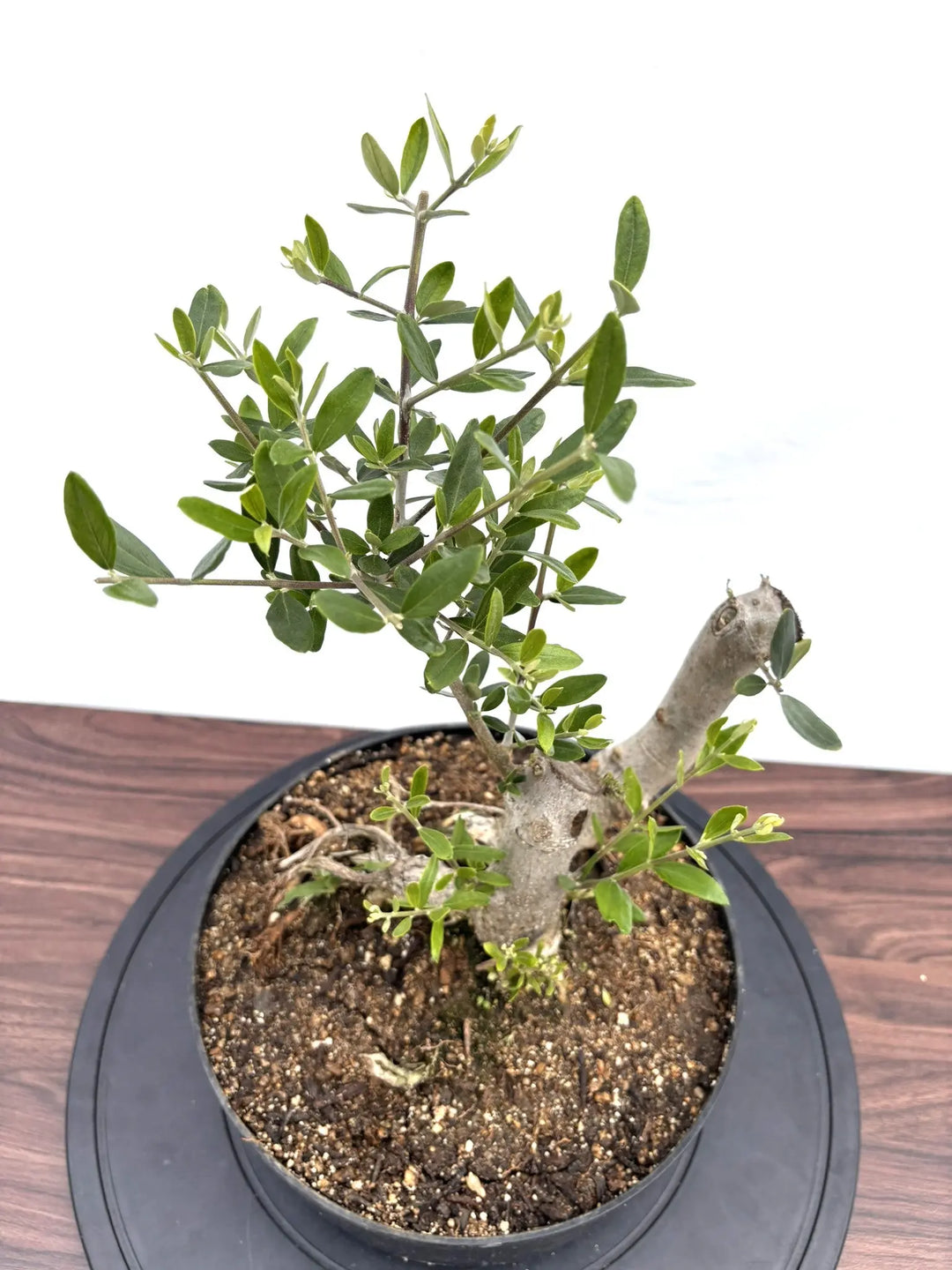 NEWルッカ（オリーブの木）【盆栽風】｜Mサイズ｜NO.10770｜約45cm