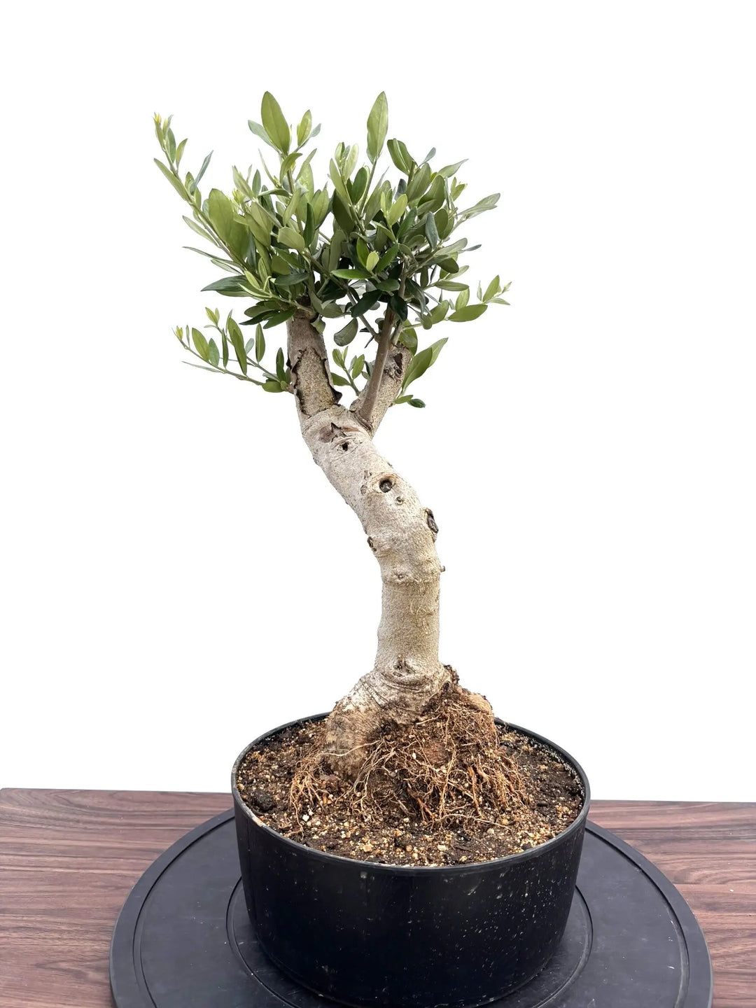 NEWルッカ（オリーブの木）【盆栽風】｜Mサイズ｜NO.10771｜約55cm