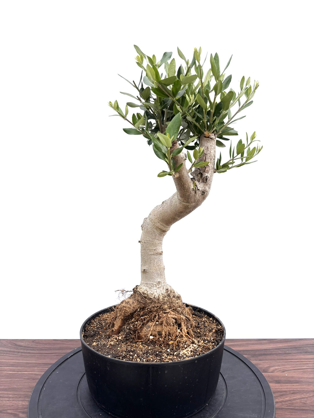 NEWルッカ（オリーブの木）【盆栽風】｜Mサイズ｜NO.10771｜約55cm