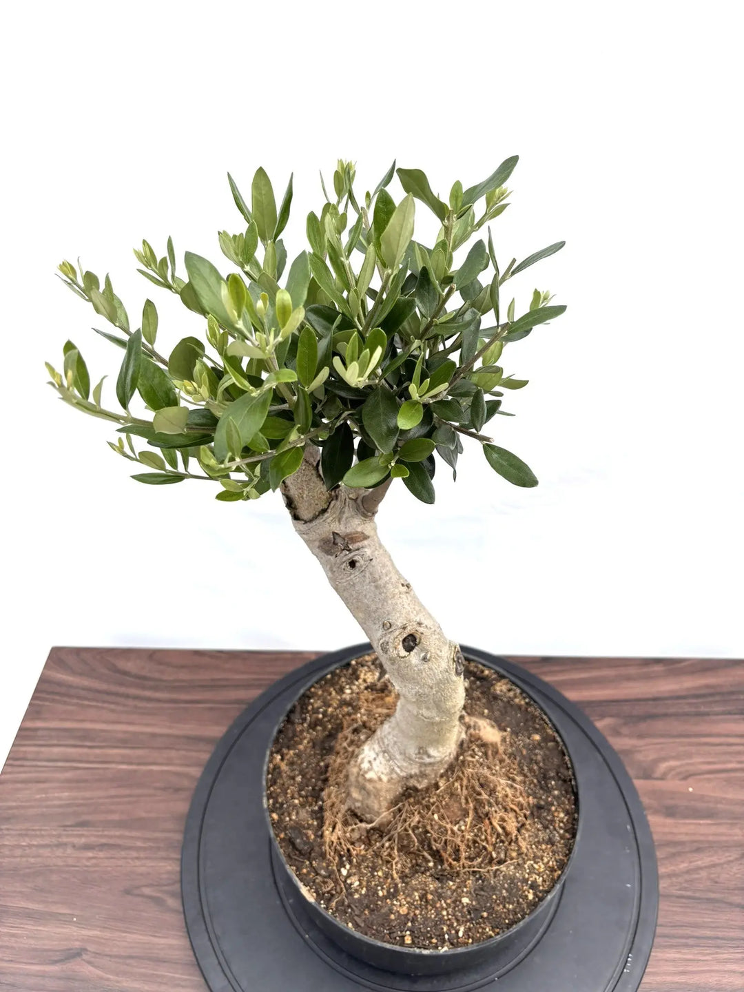 NEWルッカ（オリーブの木）【盆栽風】｜Mサイズ｜NO.10771｜約55cm