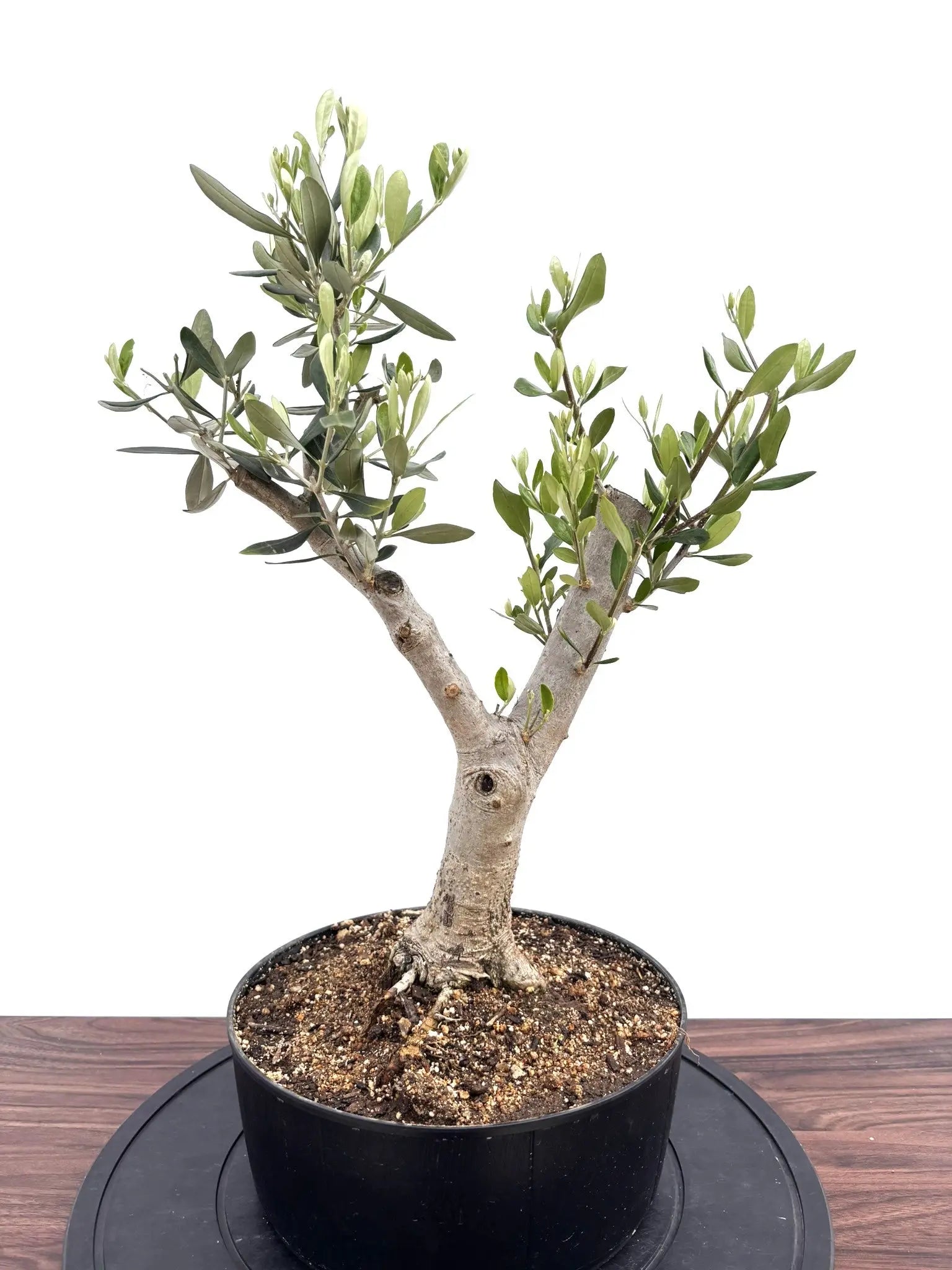 盆栽風オリーブの木 - 株式会社鶴亀園