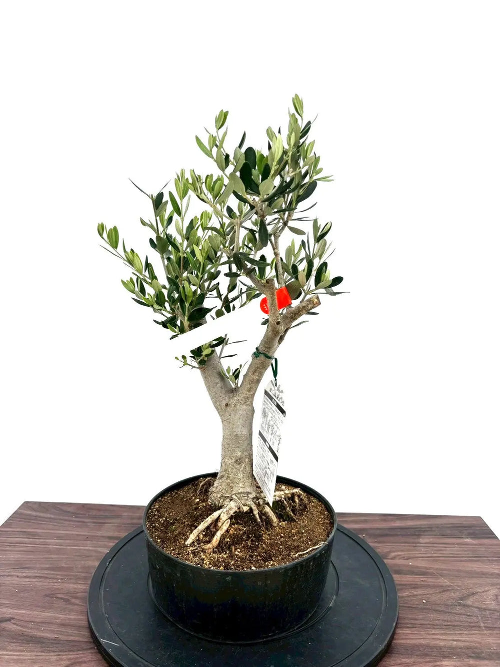 オリーブの木（全商品）｜写真の木をそのままお届け［現品販売］｜鶴亀