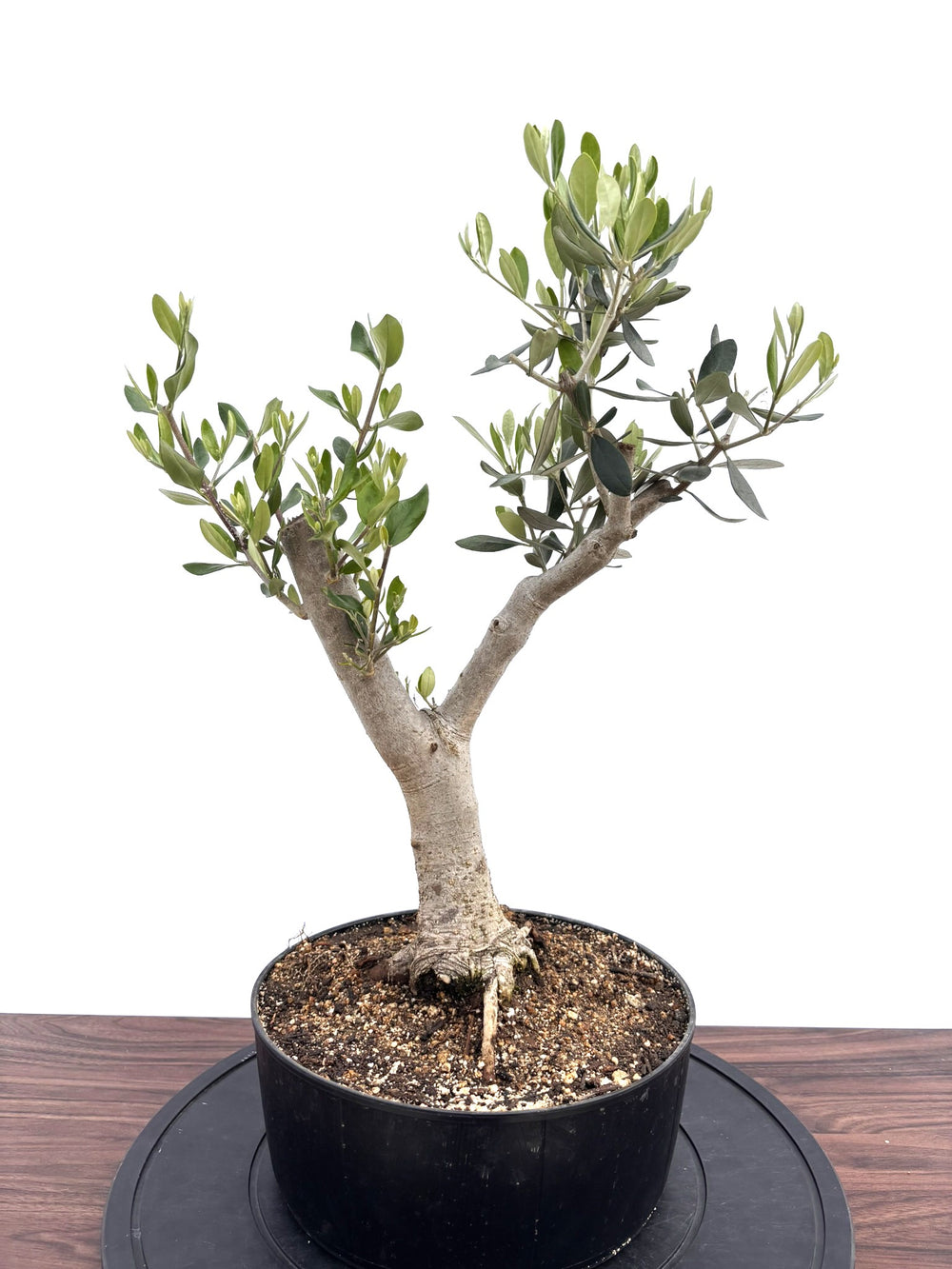 盆栽風オリーブの木 - 株式会社鶴亀園