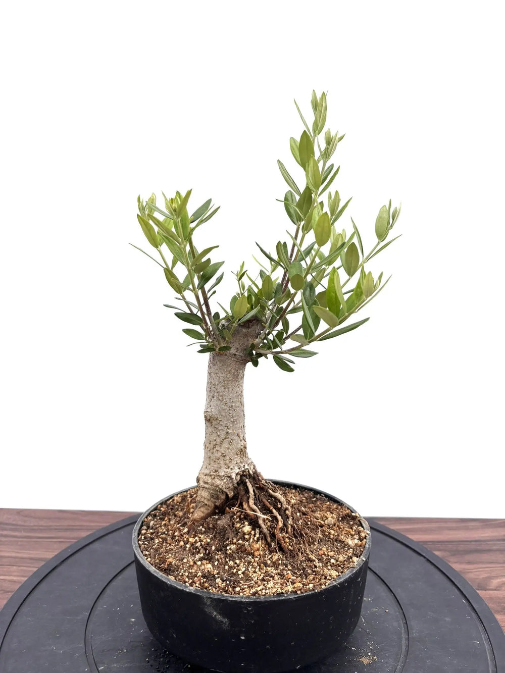 盆栽風オリーブの木 - 株式会社鶴亀園