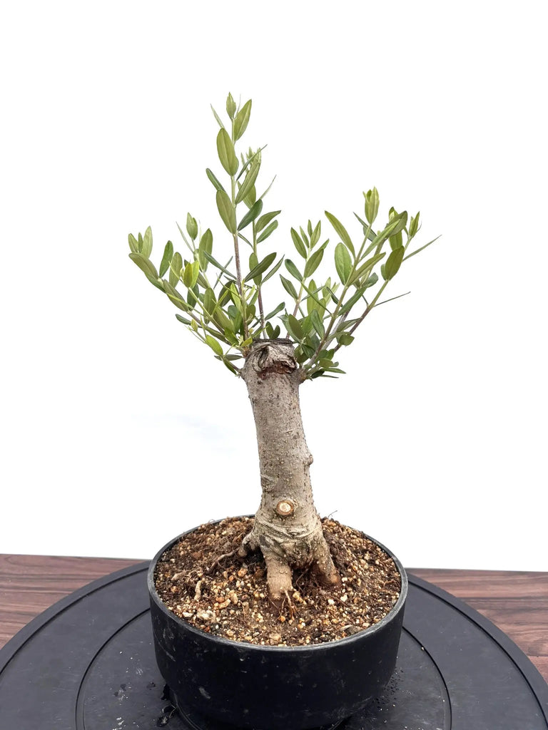 オリーブの木 コラチナ 盆栽風 8号 約50cm 現品販売 観葉植物 オリーブの木 8号 コラティーナ (コラチナ) テラニアス