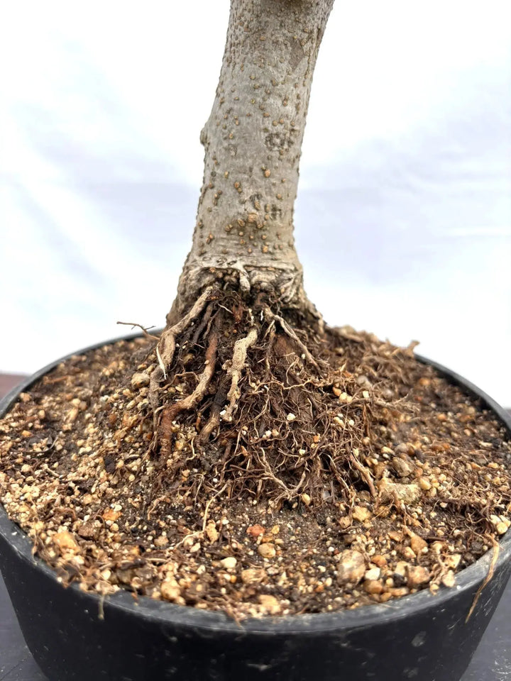 オリーブの木 コラチナ 盆栽風 8号 約50cm 現品販売 観葉植物 オリーブの木 8号 コラティーナ (コラチナ) ラスターポット