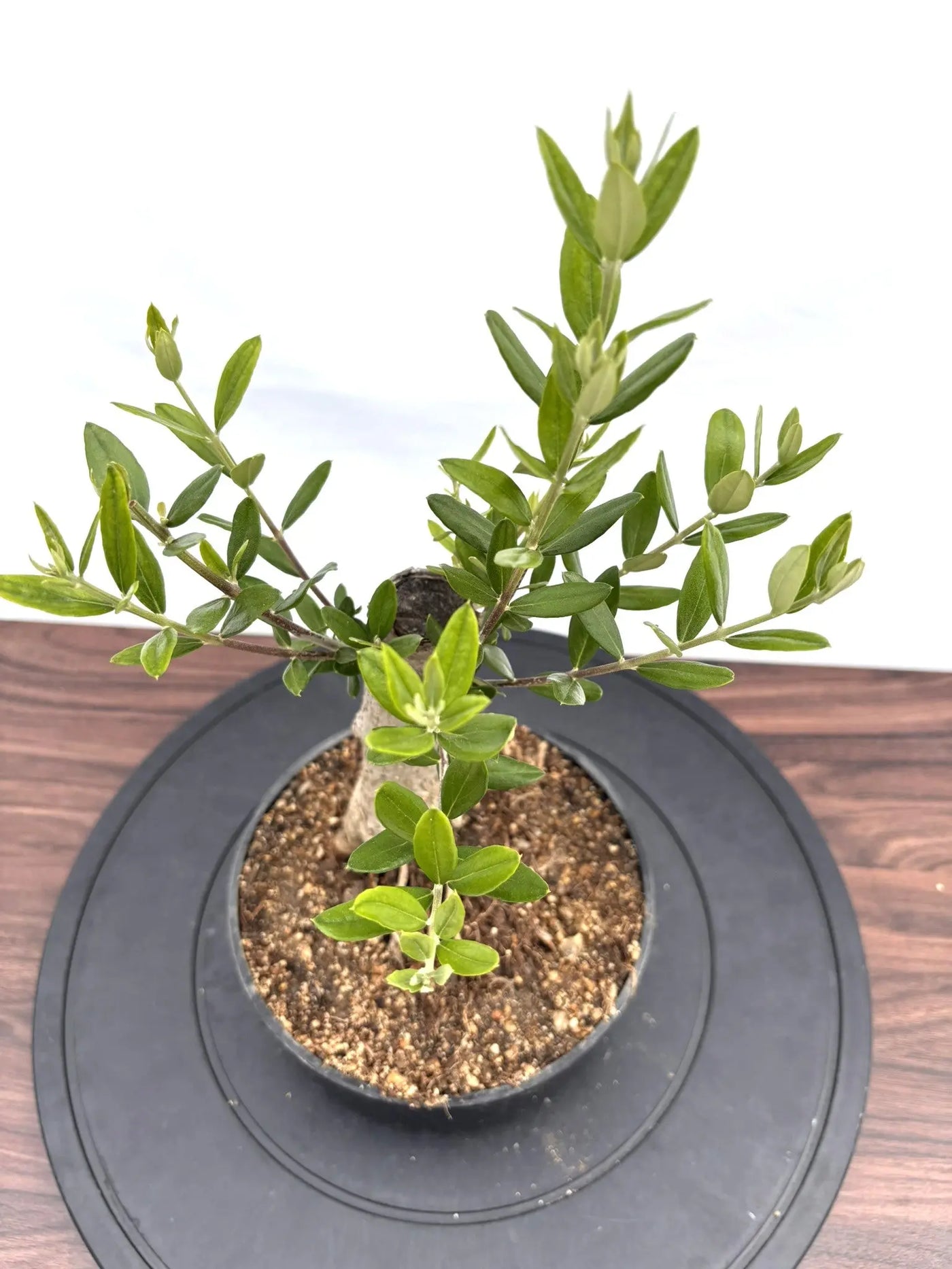 NEWコラチナ（オリーブの木）【盆栽風】｜XSサイズ｜NO.10773｜約38cm