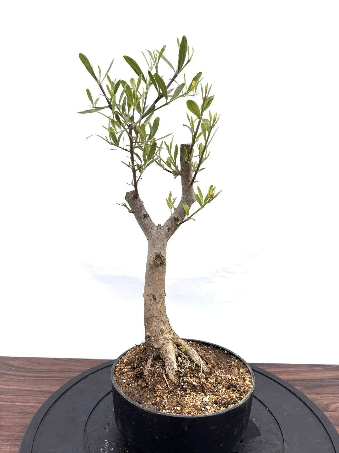 盆栽 姫オリーブ-7 盆栽 姫オリーブ-7