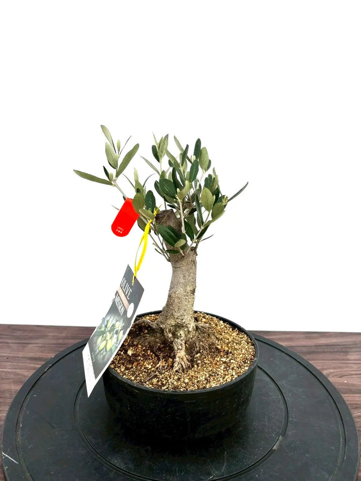 オリーブの木 ミッション 盆栽風 8号 約40cm 現品販売 園芸ネット本店｜オリーブ：ミッション 8号鉢植え* の通販【公式】