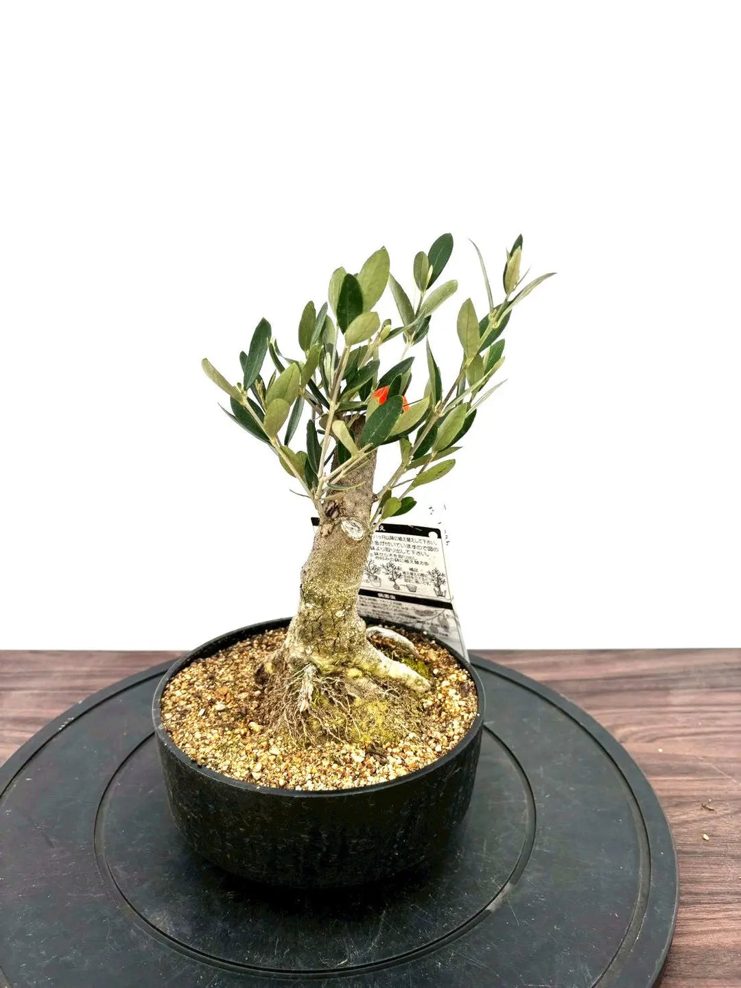 オリーブの木 ミッション 盆栽風 6号 約30cm 現品販売 A-060 オリーブ・ミッション（6号鉢植） ※沖縄・離島への配送不可 その他観葉植物