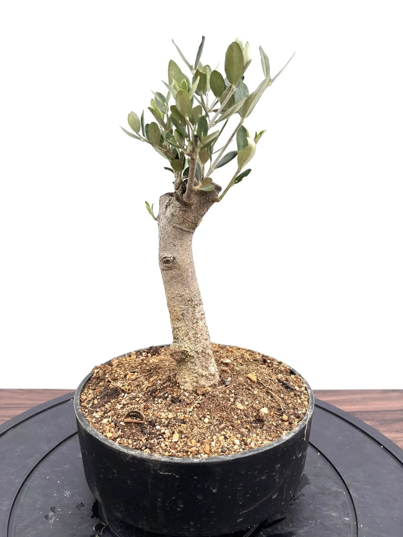 NEWミッション（オリーブの木）【盆栽風】｜XSサイズ｜NO.10777｜約