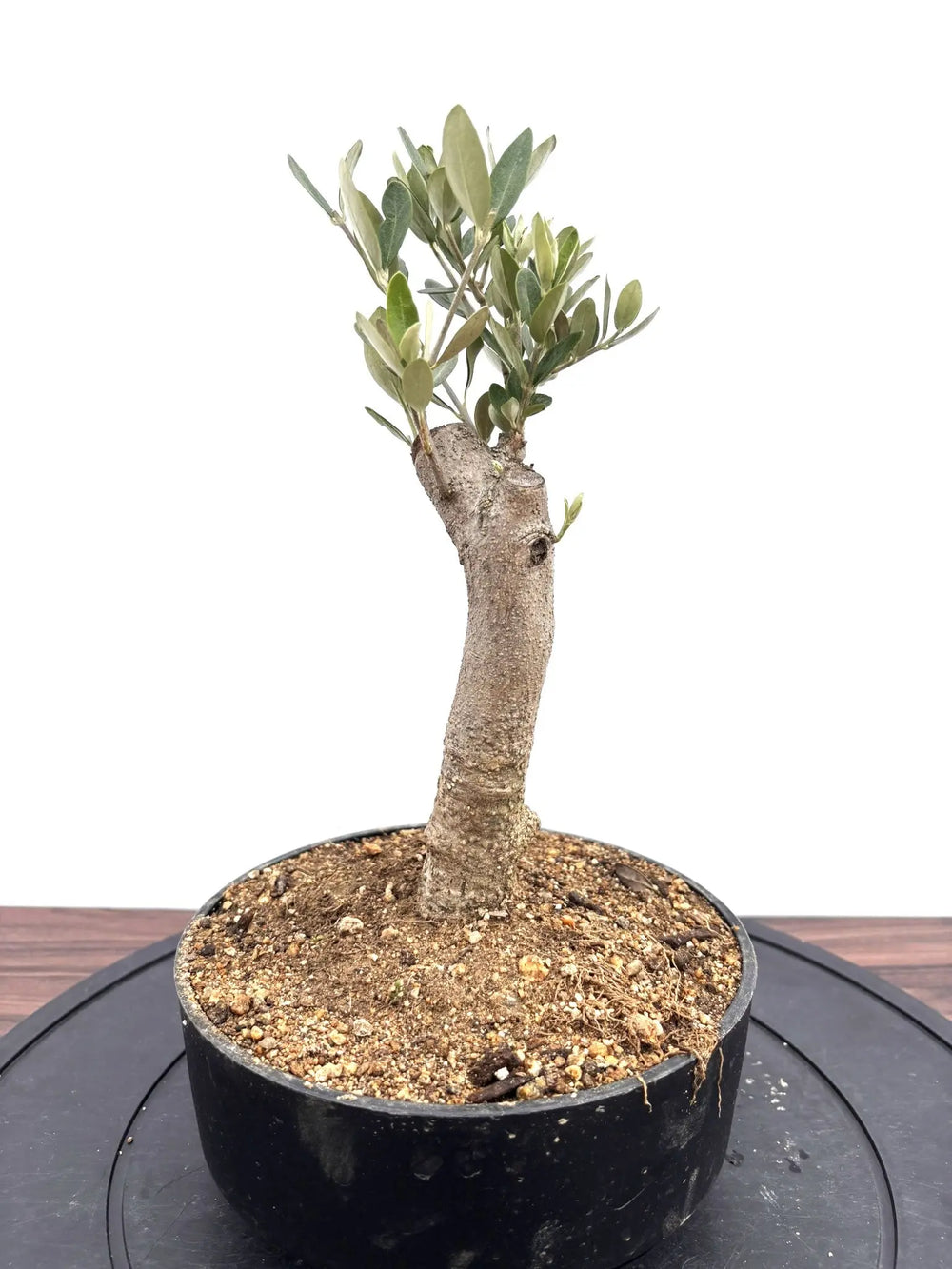 盆栽風オリーブの木 - 株式会社鶴亀園