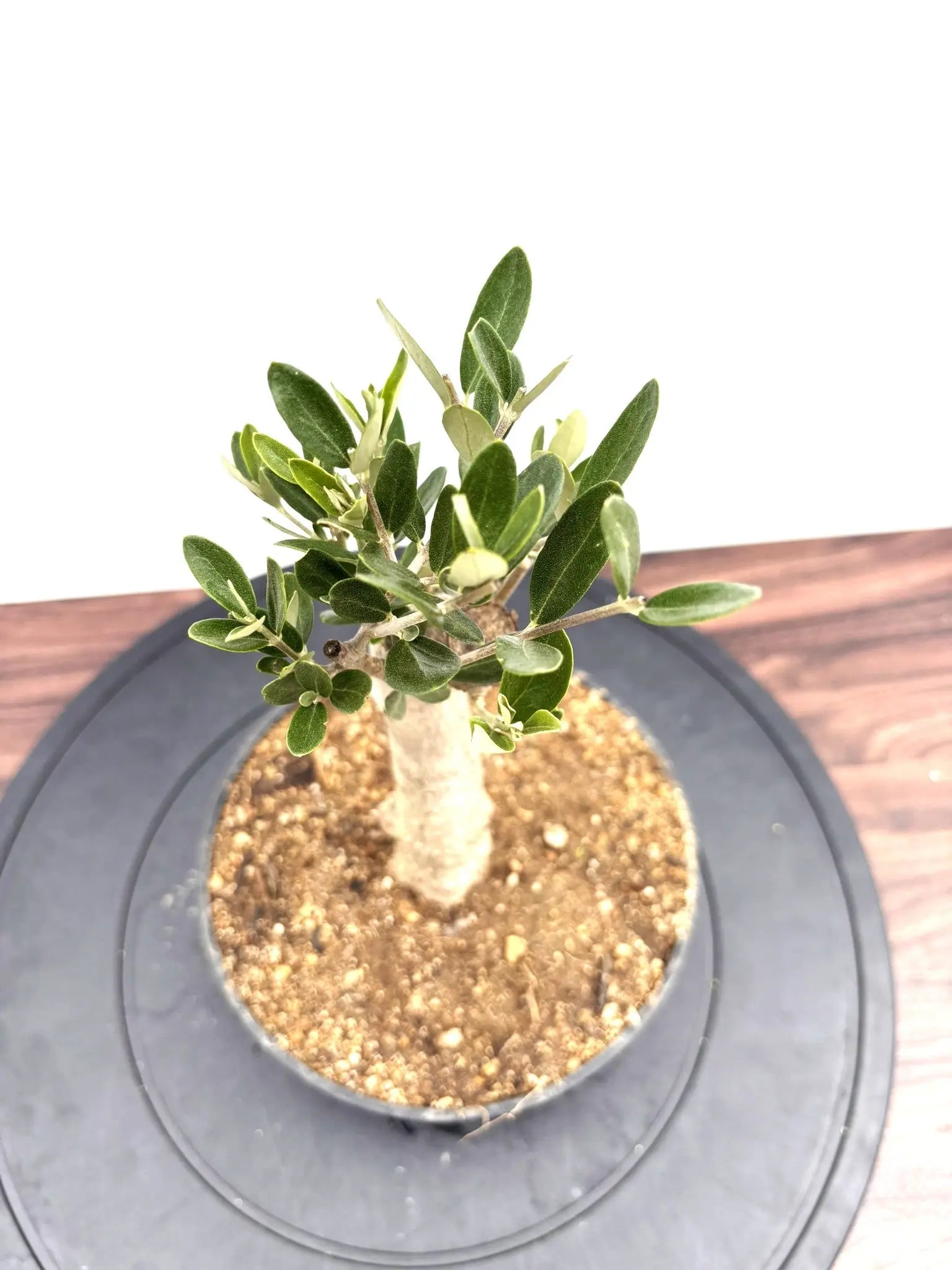 NEWミッション（オリーブの木）【盆栽風】｜XSサイズ｜NO.10777｜約