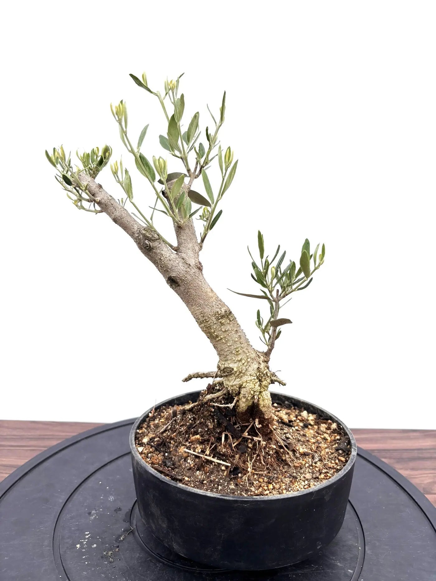 carry me オリーブ NEWミッション（オリーブの木）【盆栽風】｜XSサイズ｜NO.10778｜約cm