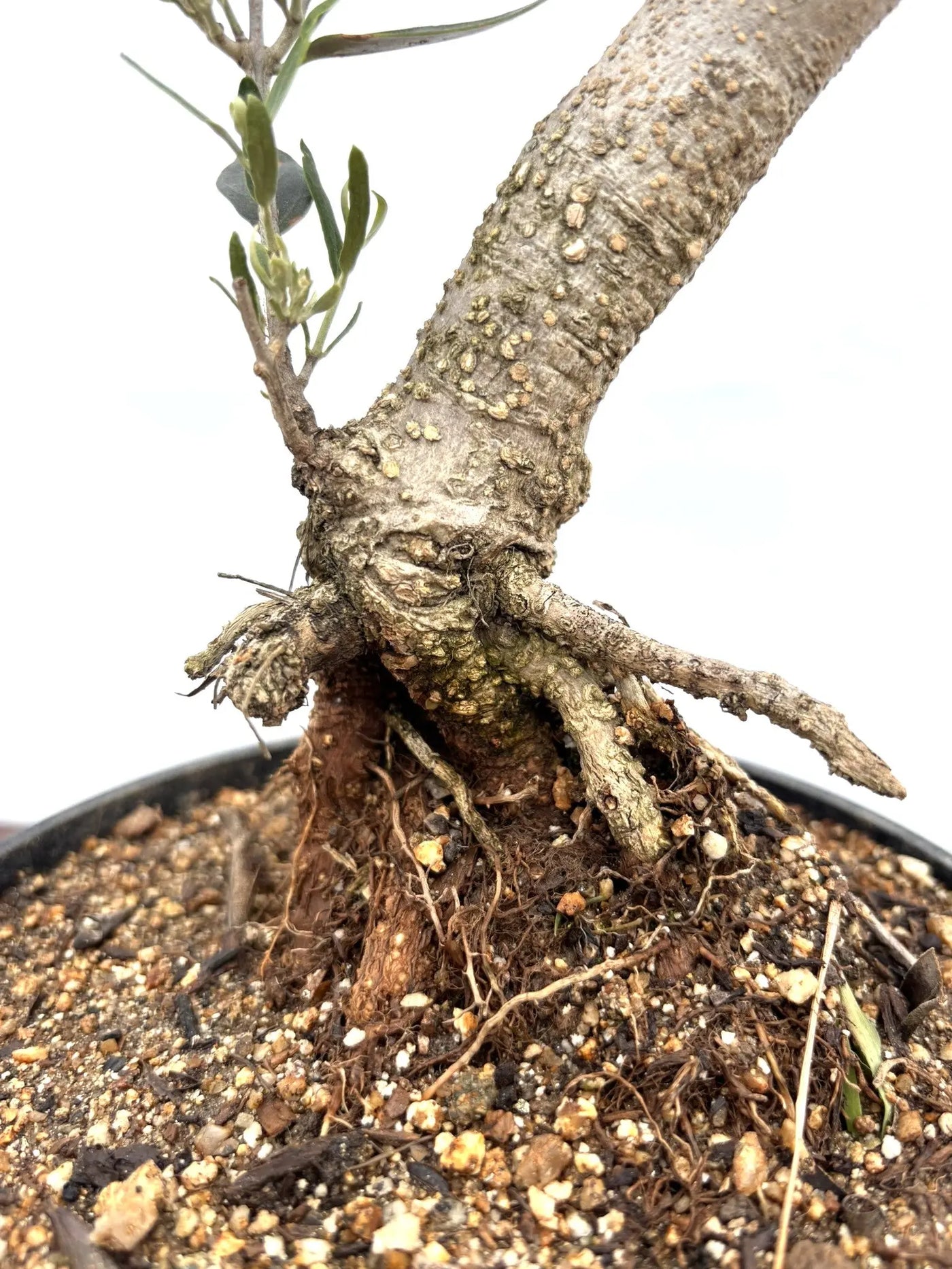 NEWミッション（オリーブの木）【盆栽風】｜XSサイズ｜NO.10778｜約cm