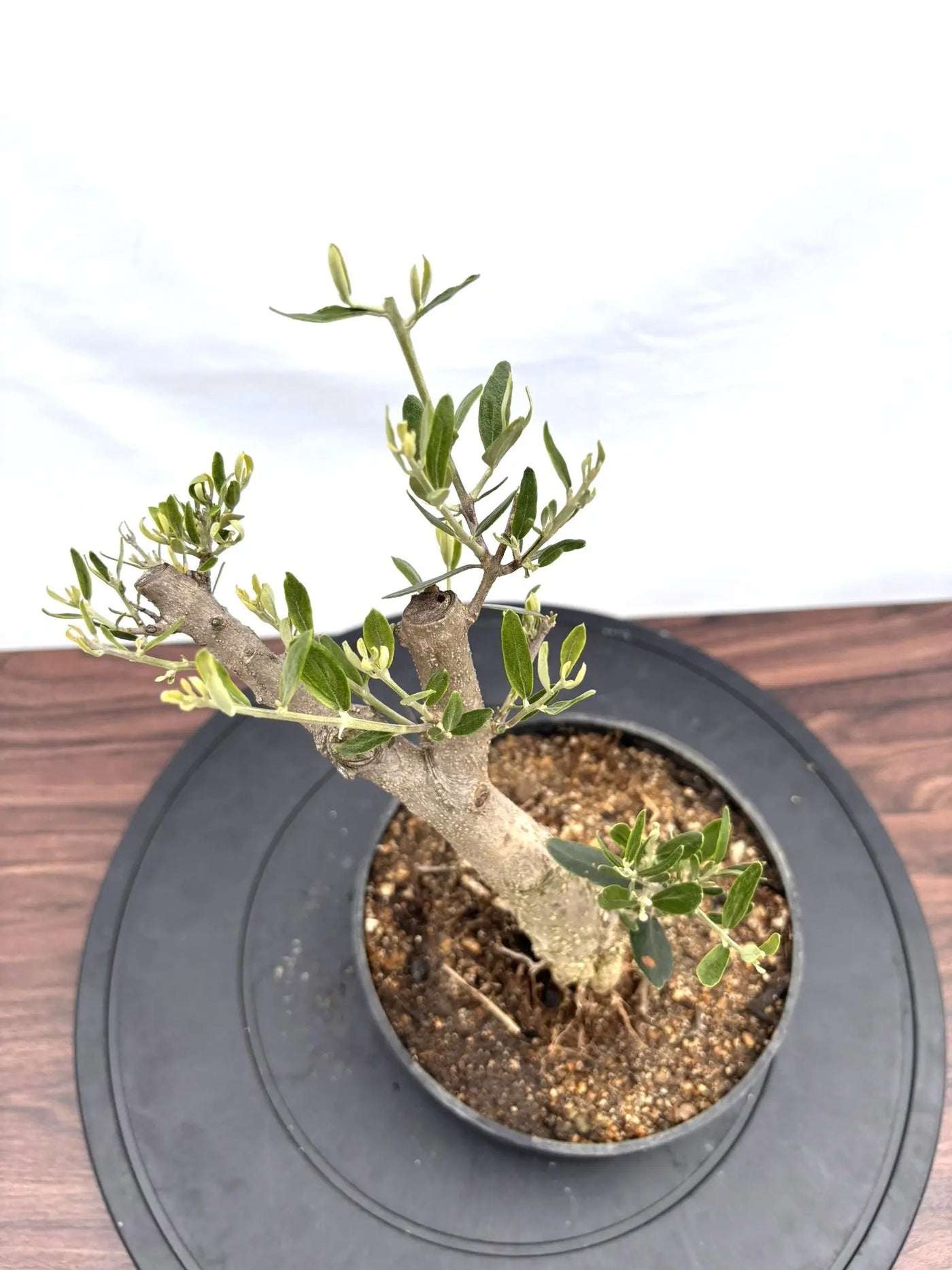 NEWミッション（オリーブの木）【盆栽風】｜XSサイズ｜NO.10778｜約cm