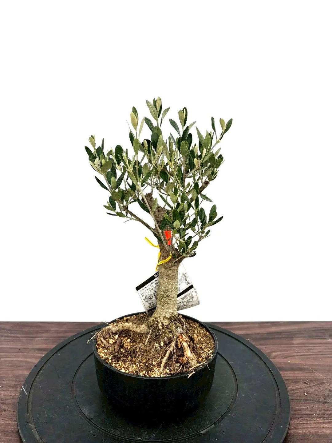 オリーブの木（全商品）｜写真の木をそのままお届け［現品販売］｜鶴亀
