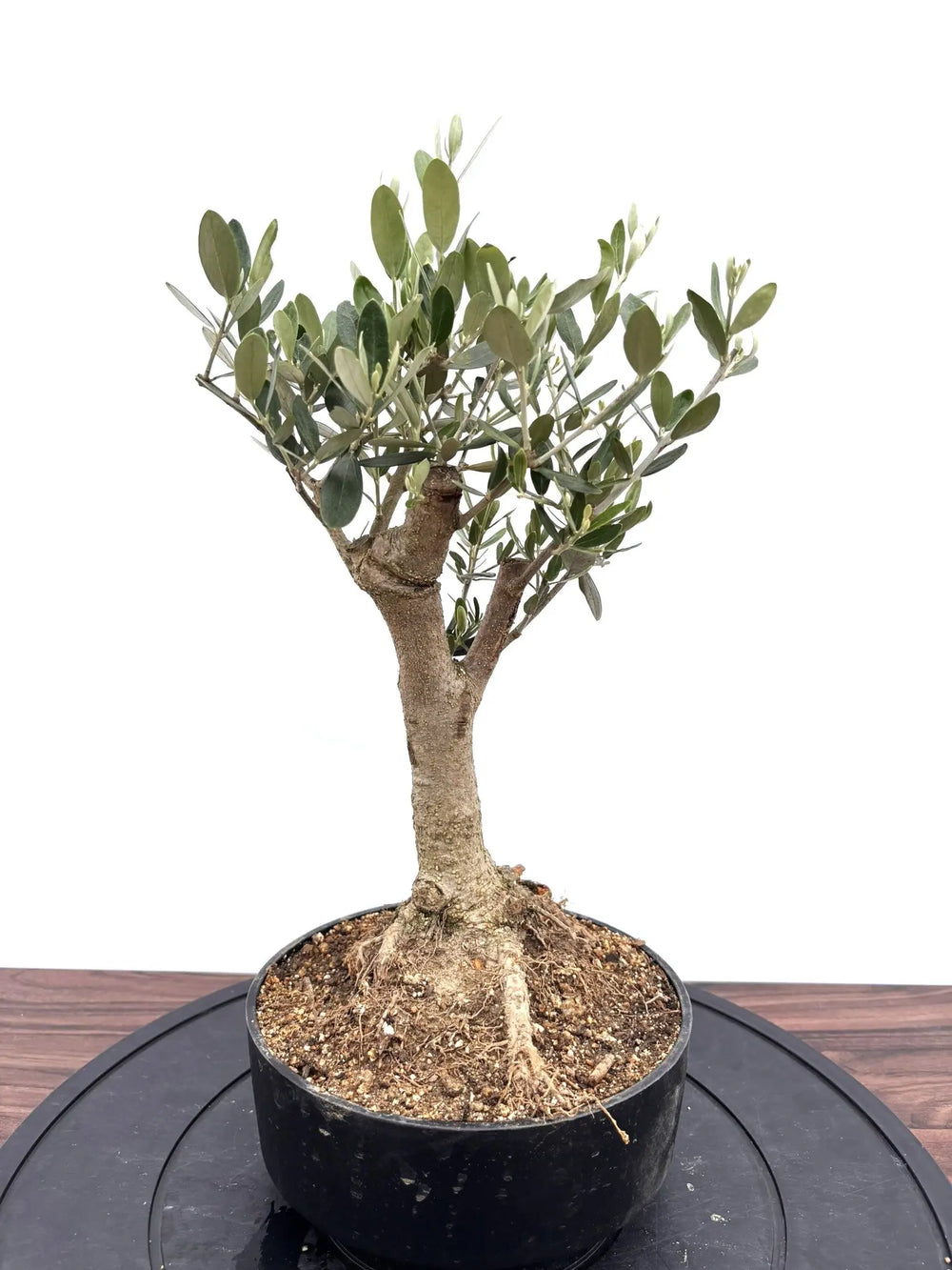 盆栽風オリーブの木 - 株式会社鶴亀園