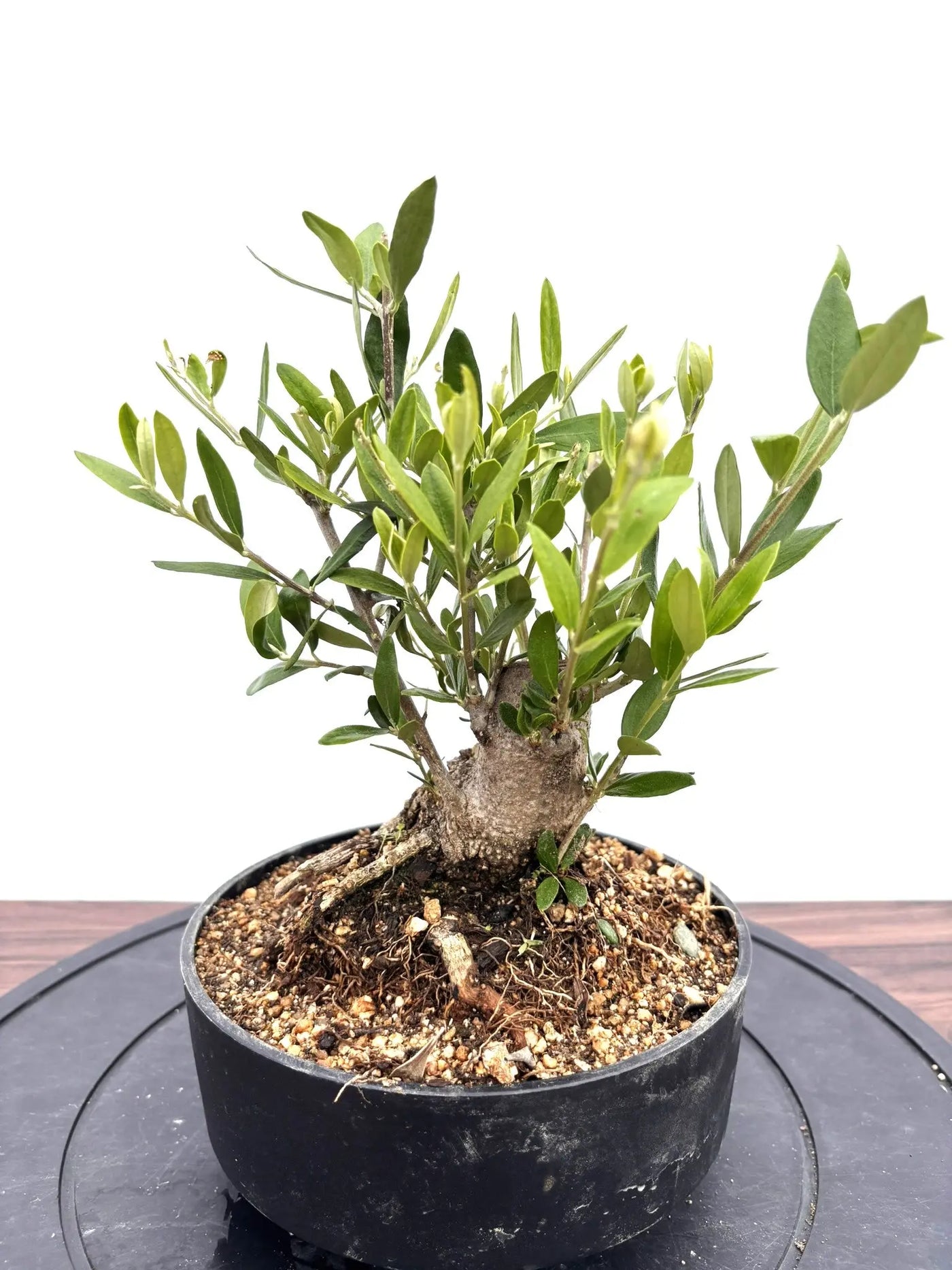 NEWルッカ（オリーブの木）【盆栽風】｜XSサイズ｜NO.10781｜約27cm
