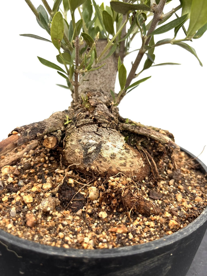 オリーブの木 ルッカ 盆栽風 8号 約40cm 現品販売 オリーブの木 盆栽風 ルッカ 8号 約40cm NO.765 人気品種 現品掲載