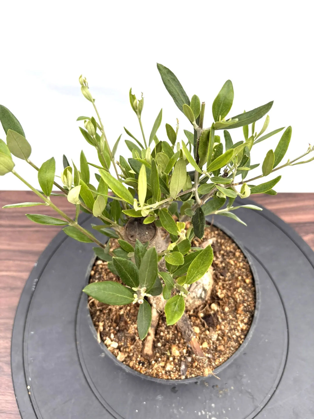 オリーブの木 ルッカ 盆栽風 8号 約40cm 現品販売 オリーブの木 盆栽風 ルッカ 8号 約40cm NO.765 人気品種 現品掲載