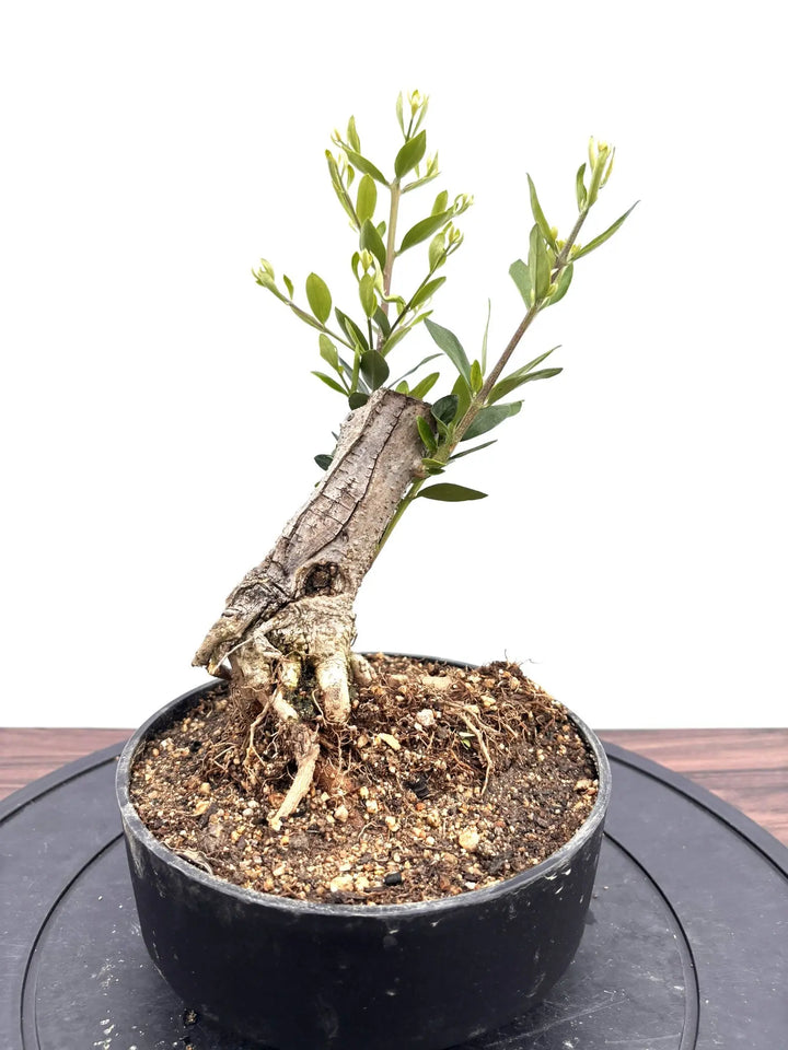 NEWルッカ（オリーブの木）【盆栽風】｜XSサイズ｜NO.10783｜約31cm