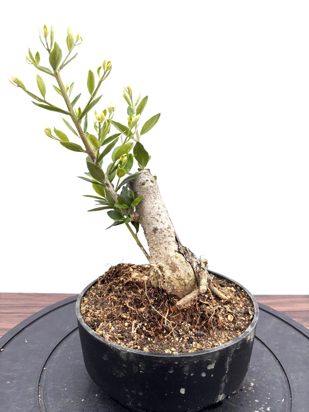 オリーブの木（全商品）｜写真の木をそのままお届け［現品販売］｜鶴亀