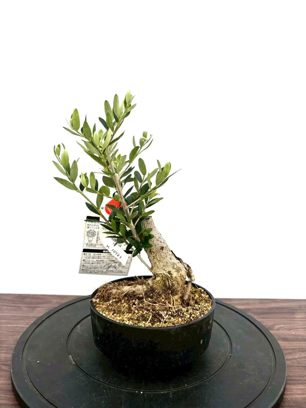 オリーブの木（全商品）｜写真の木をそのままお届け［現品販売］｜鶴亀