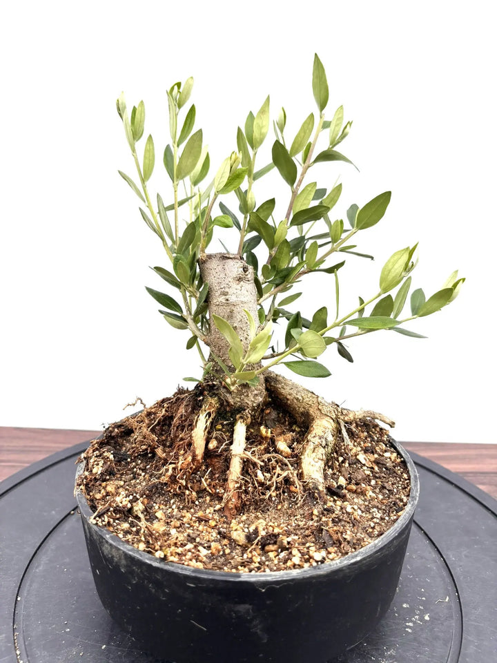 NEWルッカ（オリーブの木）【盆栽風】｜XSサイズ｜NO.10784｜約30cm