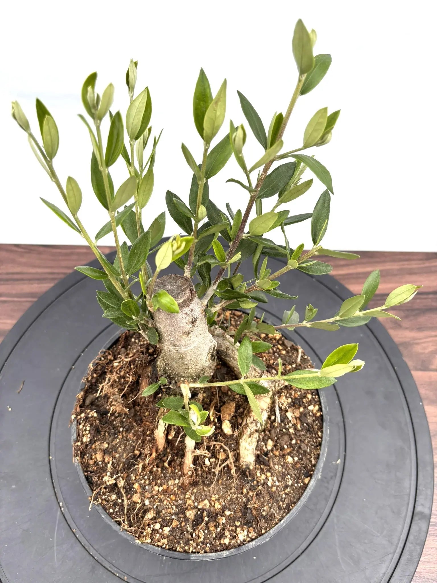 NEWルッカ（オリーブの木）【盆栽風】｜XSサイズ｜NO.10784｜約30cm