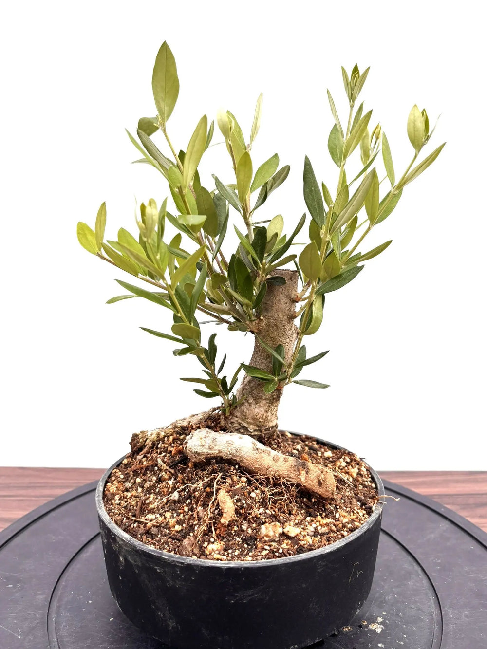 オリーブの木｜全サイズ・全品種一覧｜鶴亀園公式通販 – タグ